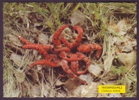 Preview: Österreich  1987  1 Postkarte mit Pilzstempel und Pilzeindruck  (10 A)