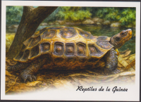 Preview: Guinea  2025  4 Werte auf  1 Maxikarte  Reptilien