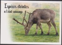 Preview: Zentralafrika  2026  4 Werte auf  1 Maximumkarte  Salamander / Frösche / Blume