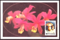 Korea - Nord  1985  1 Karte  Pilze