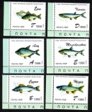 Moldawische Republik PMR  1999  6 Werte  **  Heimische Fische