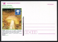 Polen  1997  1 Postkarte  Pilze als Zudruck  ungebraucht