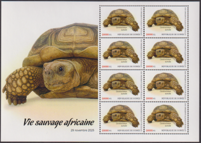 Guinea  2025  8 Werte  **  KLB  Schildkröte