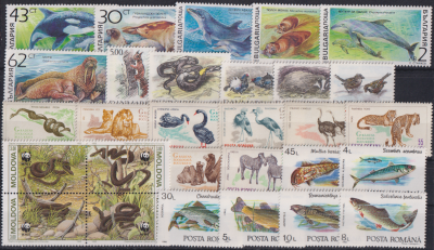 31 N / 29 Fauna