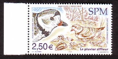 St. Pierre und Miquelon  2005  1 Wert  **  Flötenregenpfeifer